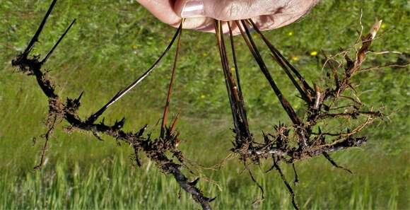 Image of Juncus balticus subsp. ater (Rydb.) Snogerup