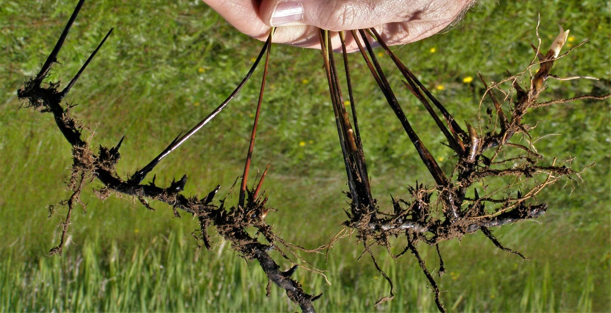 Image of Juncus balticus subsp. ater (Rydb.) Snogerup