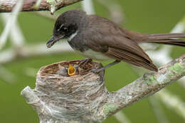 Image of Malaysian Pied Fantail