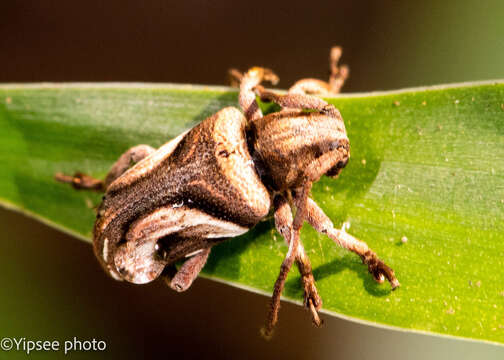 Слика од Pterolophia (Hylobrotus) lateralis Gahan 1894