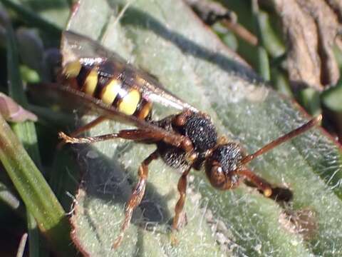 Image of Nomada zonata Panzer 1798