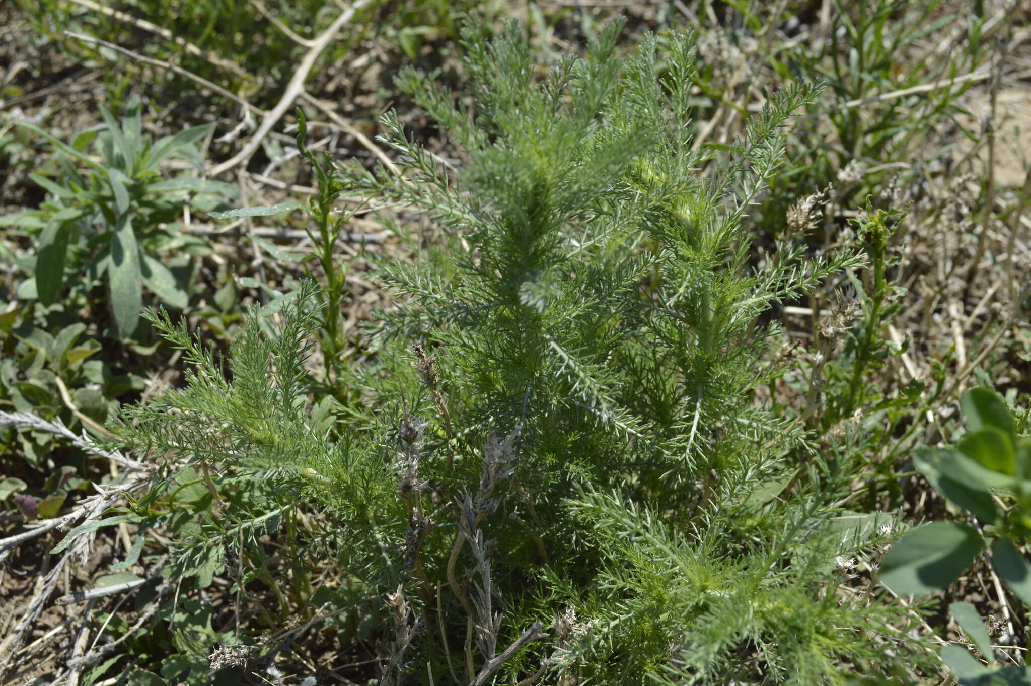 Image of Neopallasia pectinata (Pall.) Poljakov