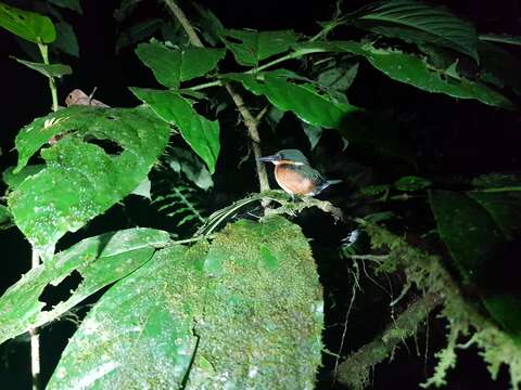 Image of American Pygmy Kingfisher