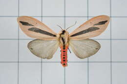 صورة Creatonotos gangis Linnaeus 1763