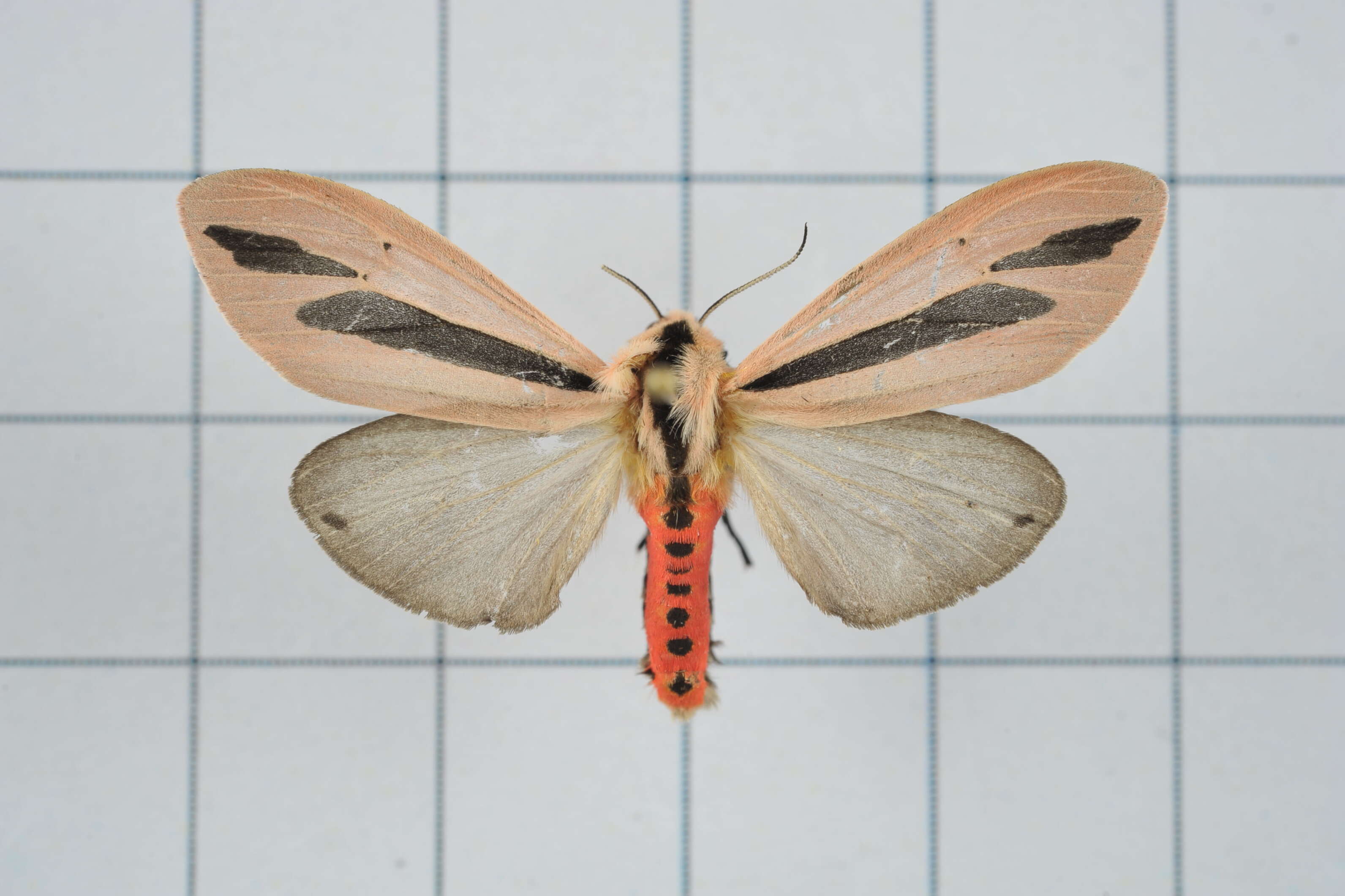 صورة Creatonotos gangis Linnaeus 1763