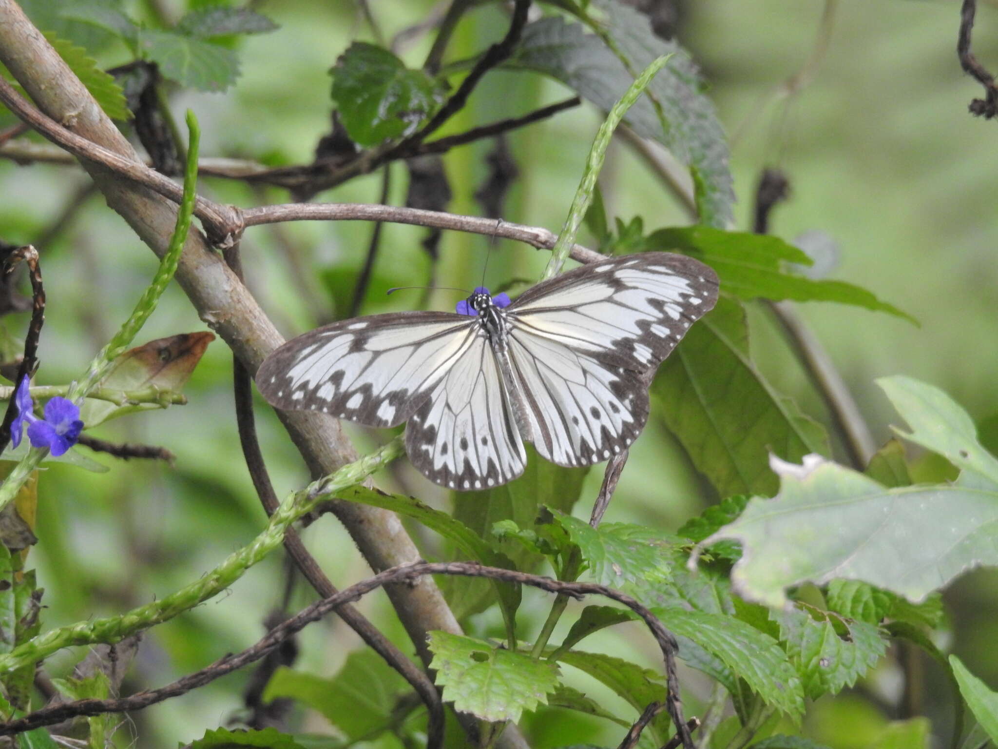 Image of Ideopsis gaura canlaonii