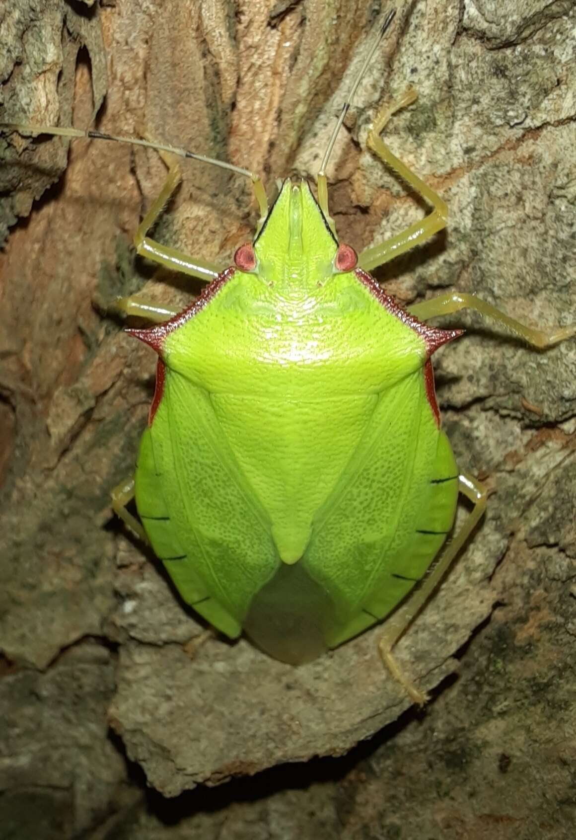 Image of Chlorocoris (Chlorocoris) distinctus Signoret 1851