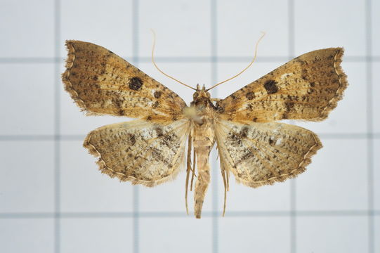 Image of <i>Ceratarcha umbrosa</i> Swinhoe 1894