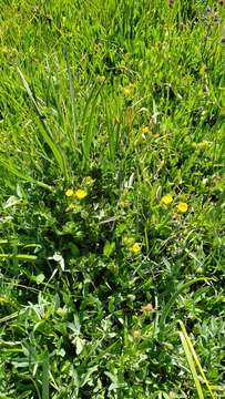 Image of Bruce's Cinquefoil