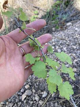 Image of whitestem gooseberry