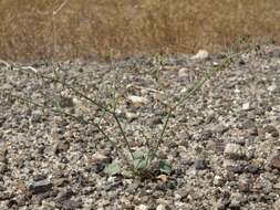 Eriogonum deflexum var. nevadense Reveal resmi