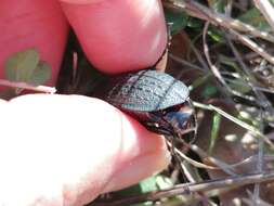 Image of Carabus (Macrothorax) rugosus Fabricius 1792