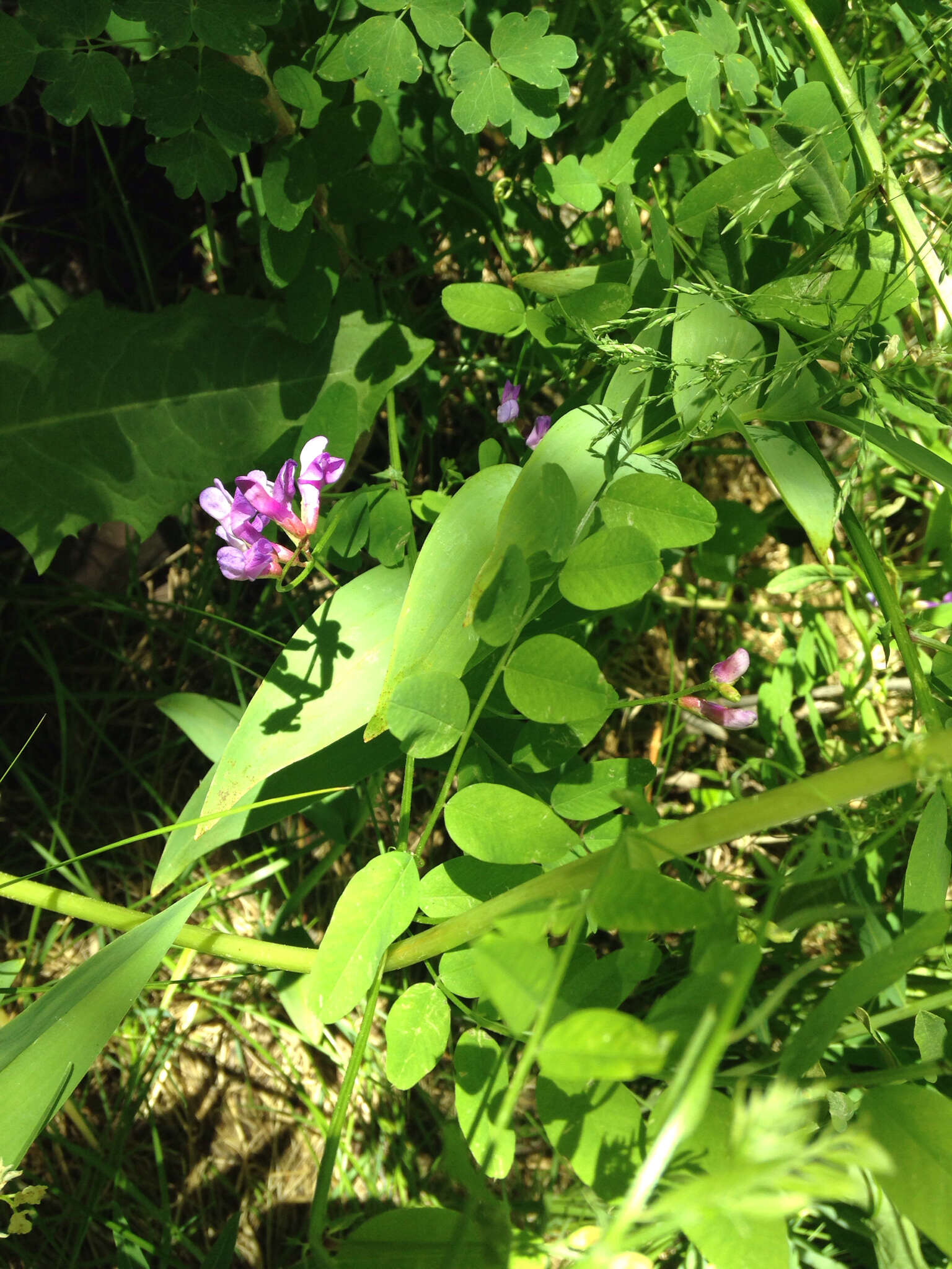 Vicia americana Willd. resmi