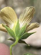 Image of Pavonia procumbens (Wight ex Wight & Arn.) Walp.