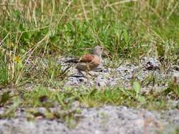 Image of Linnets