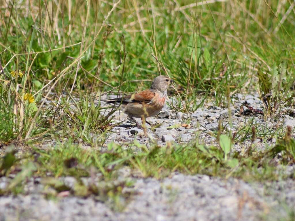 Image of Linnets