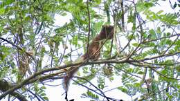 Image de Callosciurus finlaysonii annellatus Thomas 1929