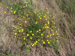 Image of Potentilla crantzii (Crantz) Beck