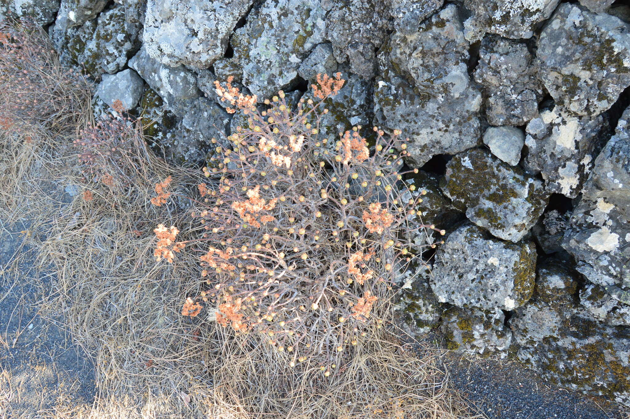 Image of Aeonium spathulatum (Hornem.) Praeger