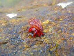 Image of California scarlet hermit crab