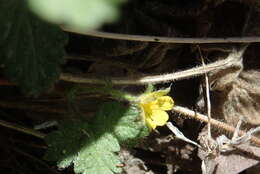 Image of whiteflower cinquefoil