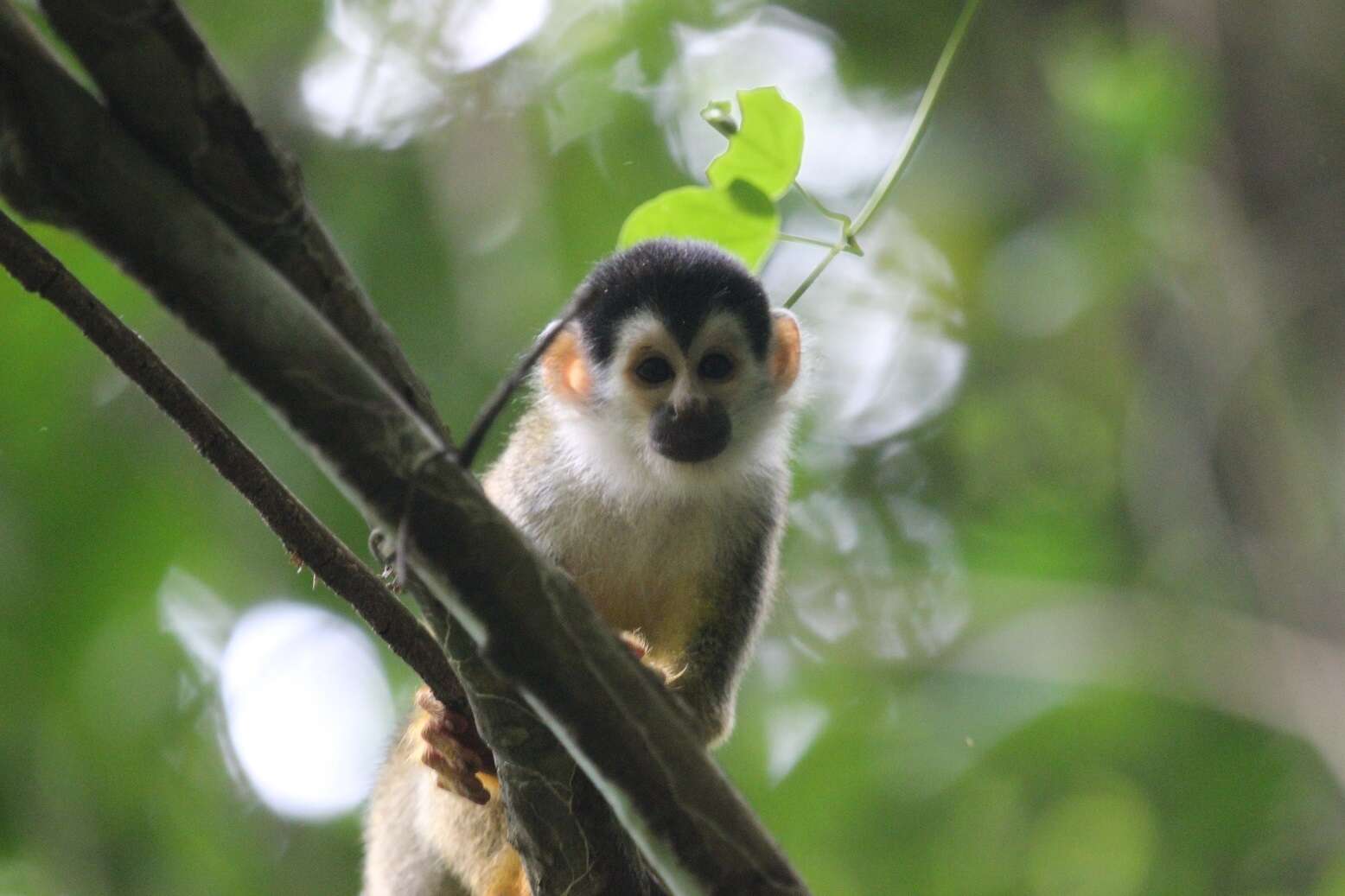 Image of Black-crowned Central American Squirrel Monkey