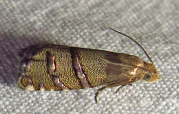 Image of Eastern Pine Seedworm Moth