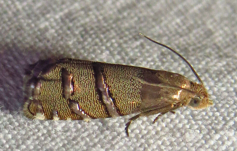 Image of Eastern Pine Seedworm Moth