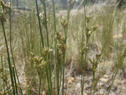 Image de Juncus interior Wiegand