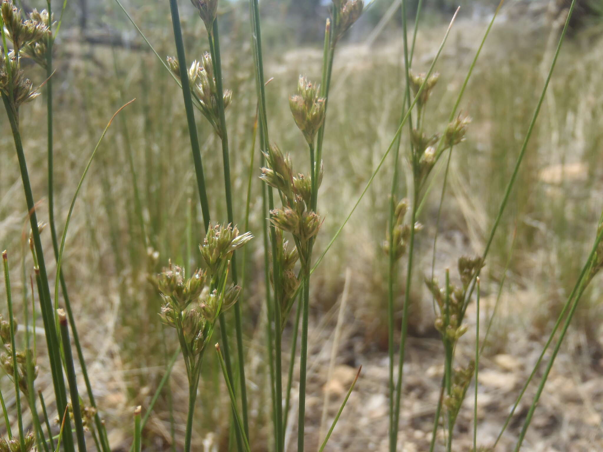 Image de Juncus interior Wiegand