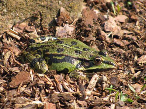 Image de Petite grenouille verte