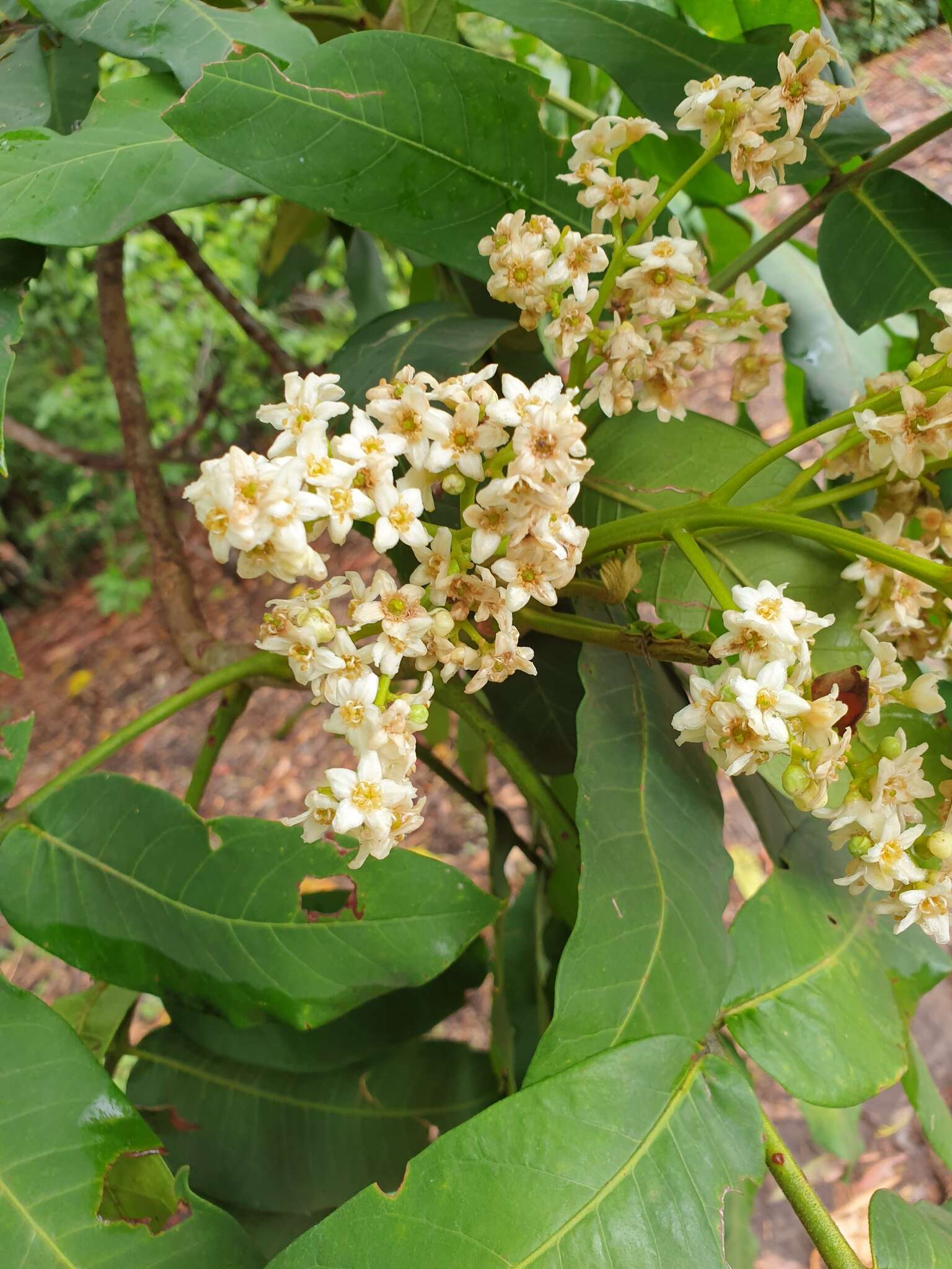 Image of Flindersia schottiana F. Müll.