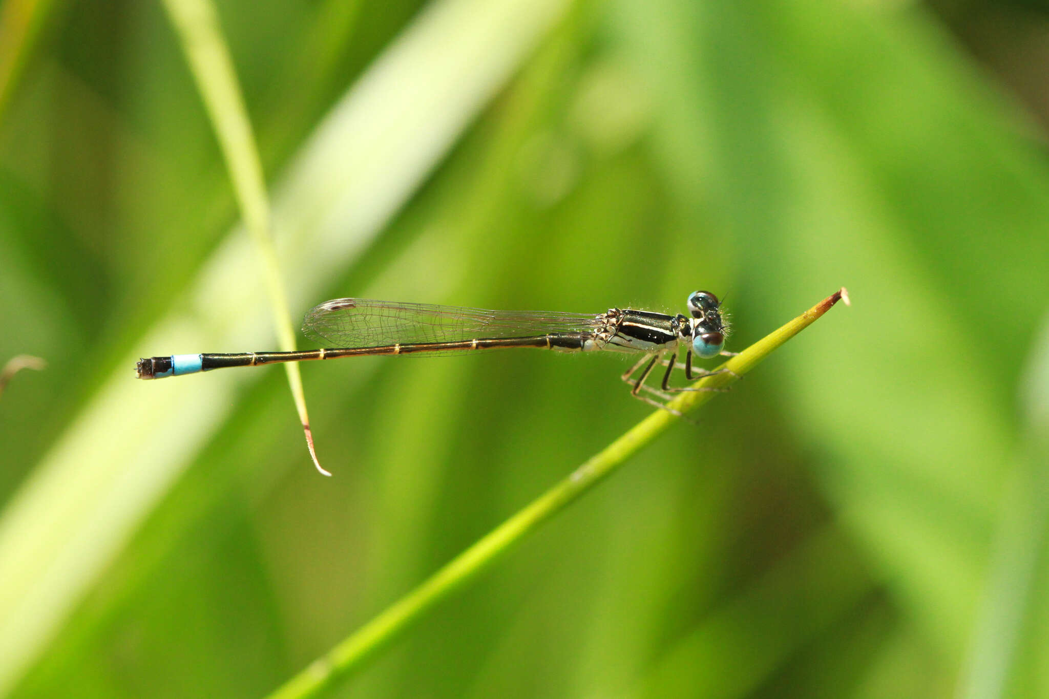 Imagem de Ischnura graellsii (Rambur 1842)