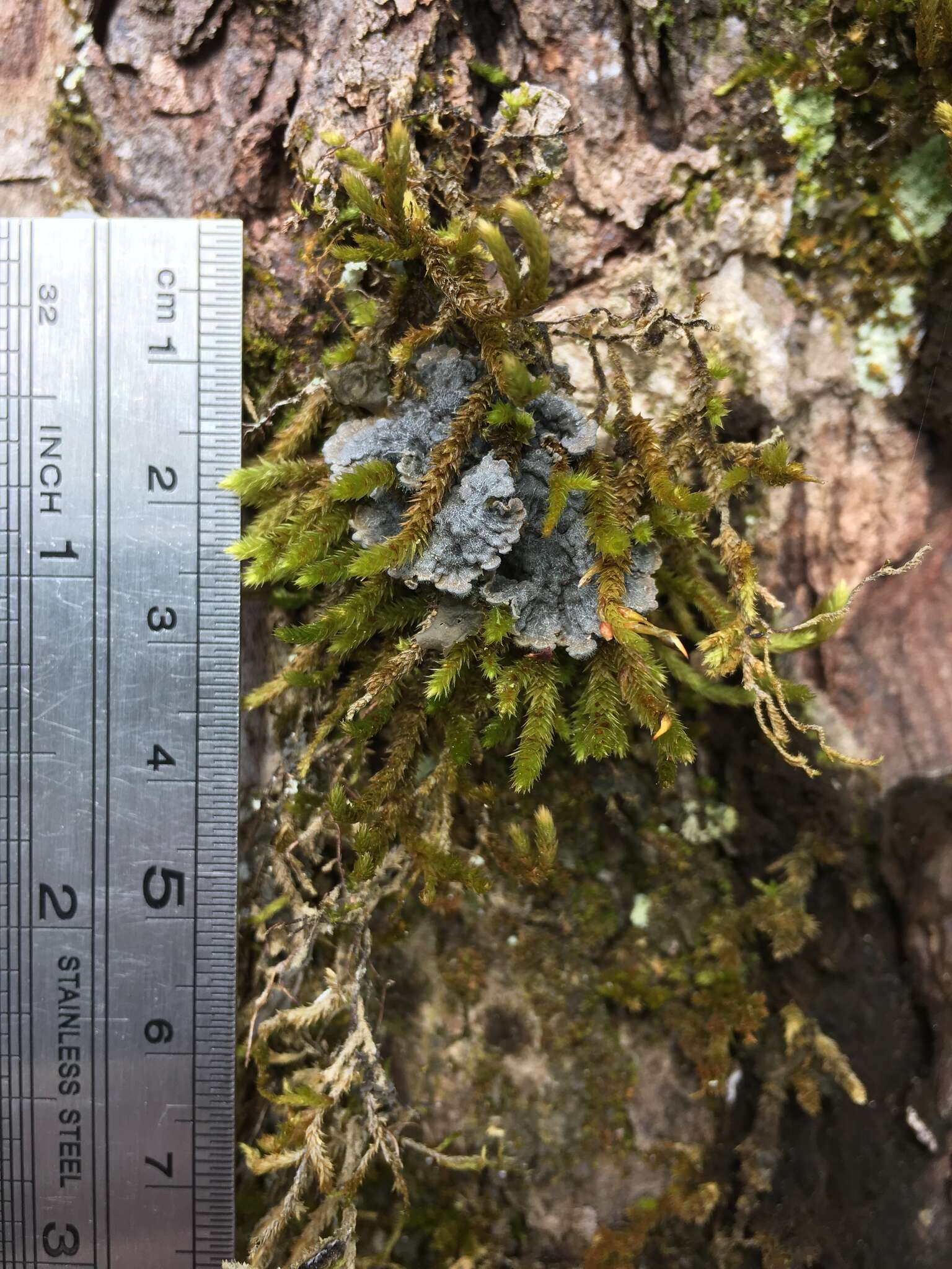 Image of degelia lichen