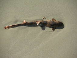 Image of epaulette sharks