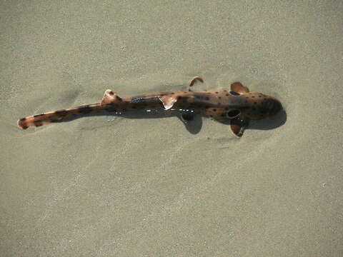 Image of epaulette sharks