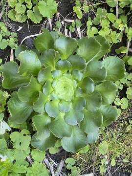 Image of Aeonium canariense subsp. latifolium (Burchard) Bañares