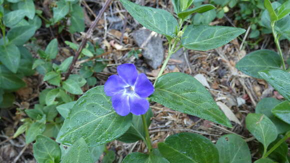 Image of Vinca major subsp. major