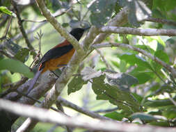 Image of Hooded Pitohui