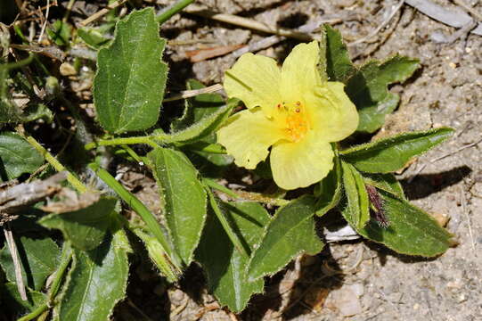 Image of Hibiscus aethiopicus var. aethiopicus