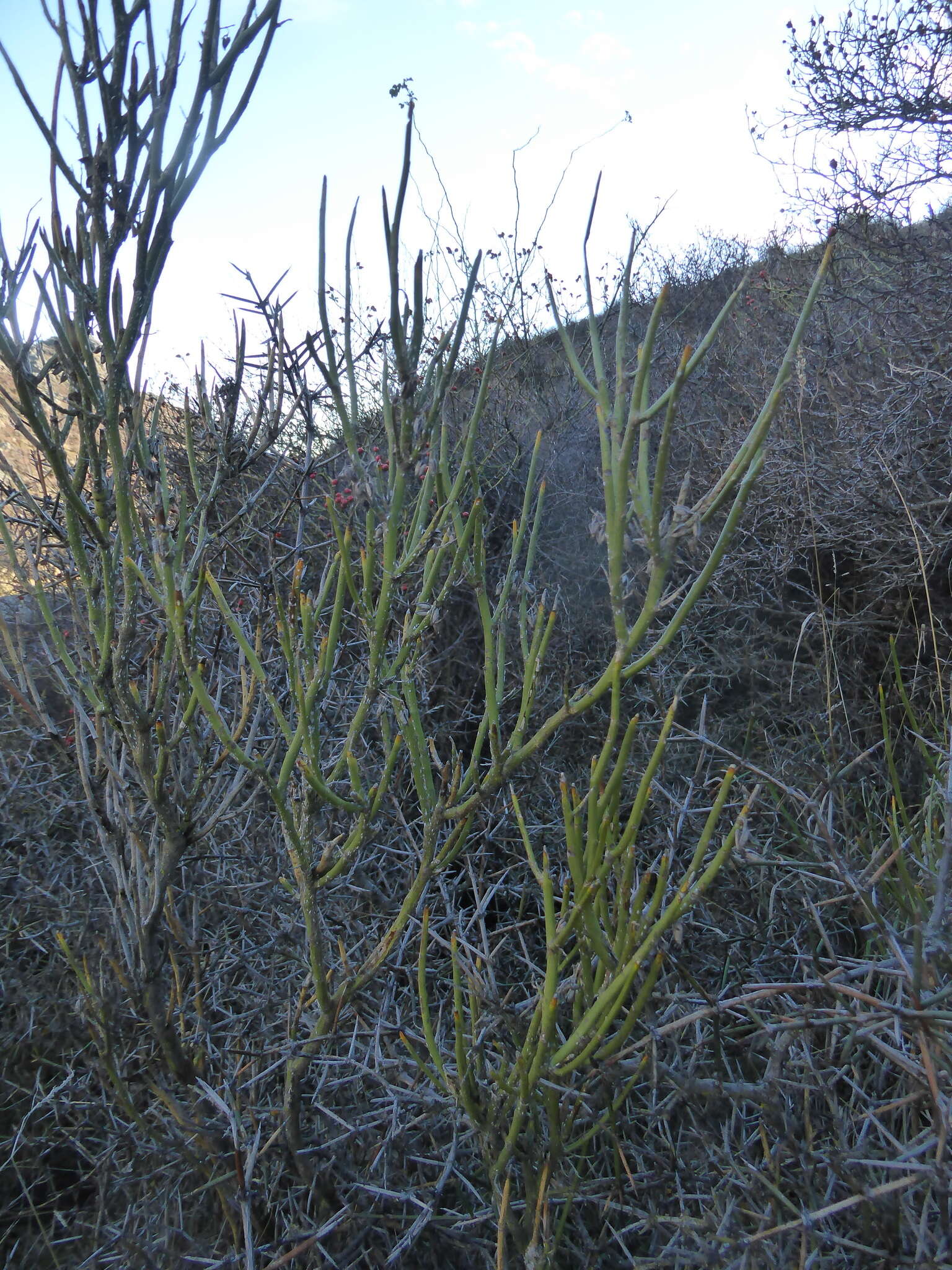 Image of Carmichaelia petriei Kirk