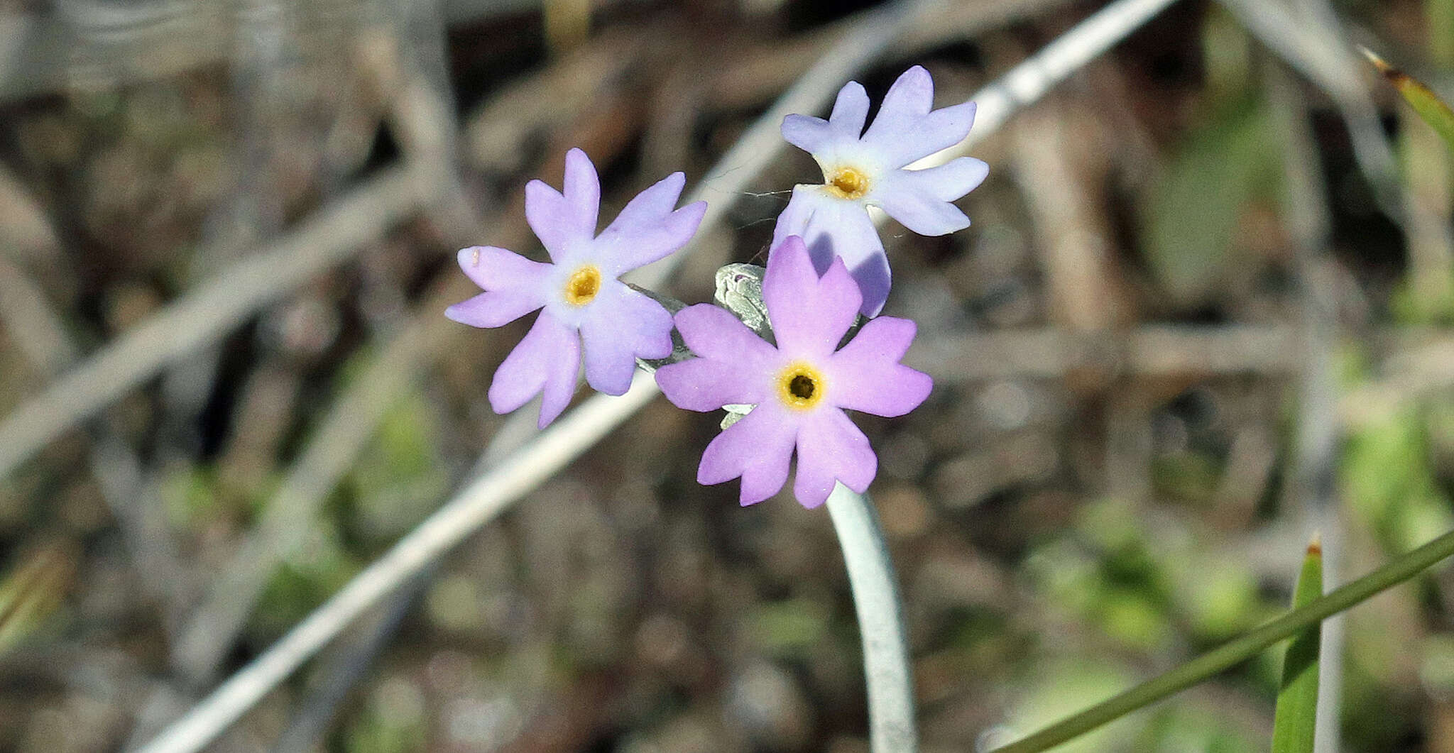 Plancia ëd Primula incana M. E. Jones