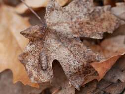 صورة Dasysyrphus creper (Snow 1895)