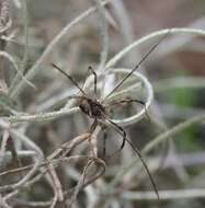Image of Golden Harvestman