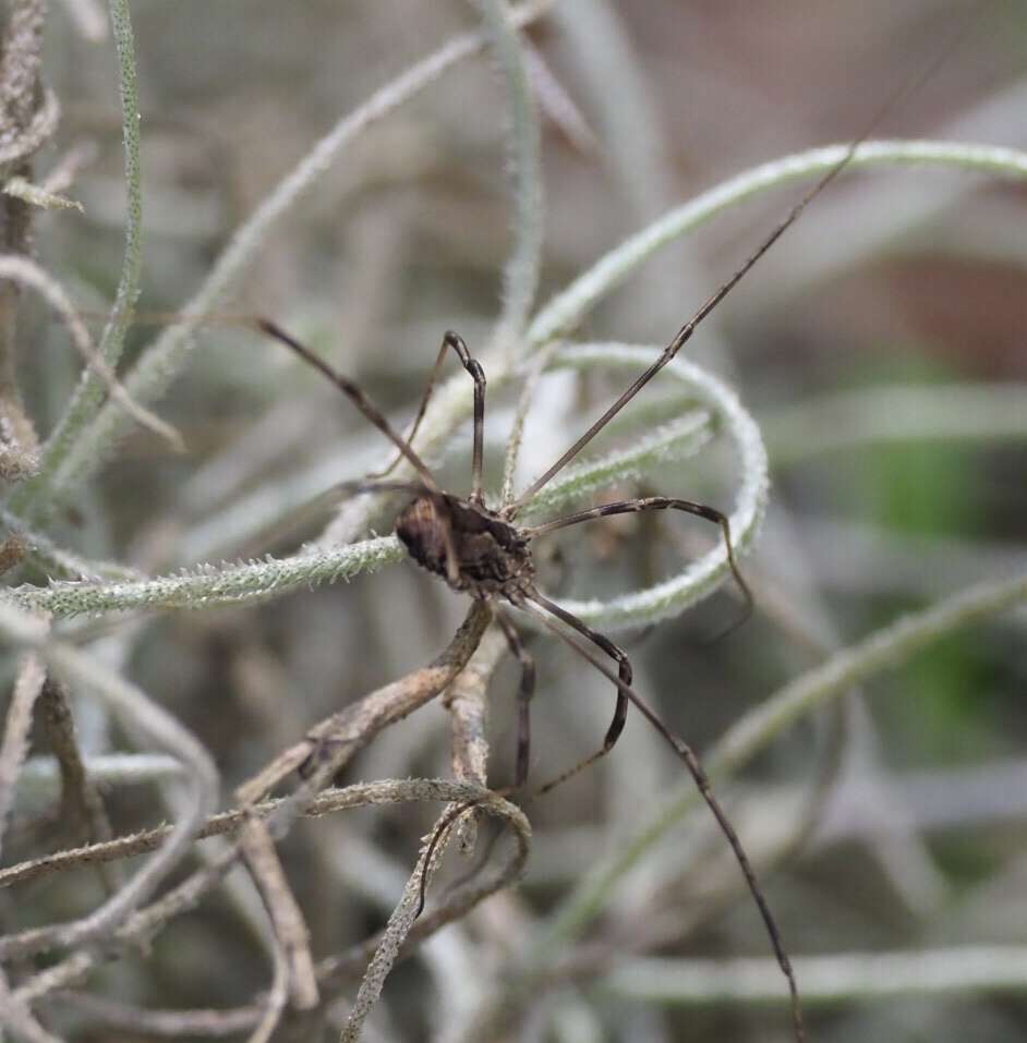 Image of Golden Harvestman