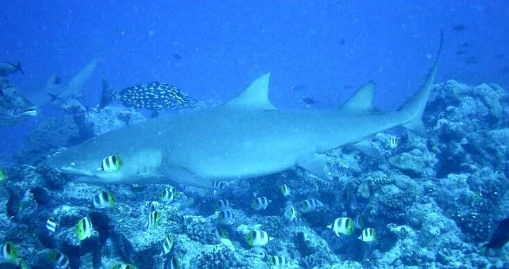 Image of Sharptooth Lemon Shark