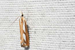 صورة Catoptria latiradiellus Walker 1863