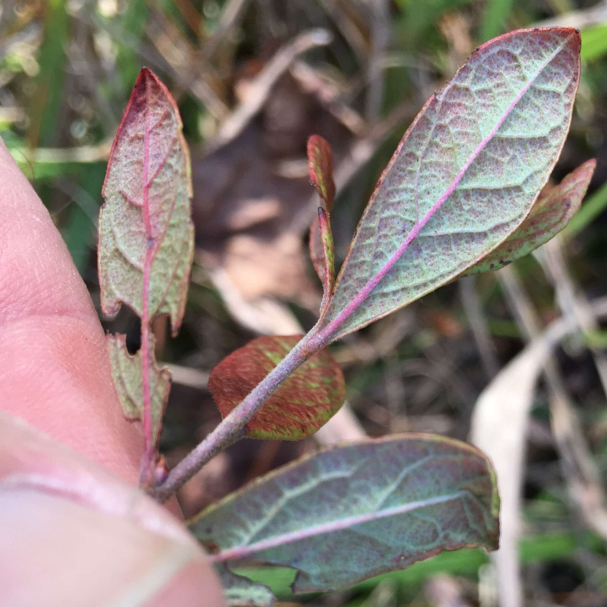 Image of Confederate huckleberry