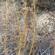 Image of coastal sagebrush