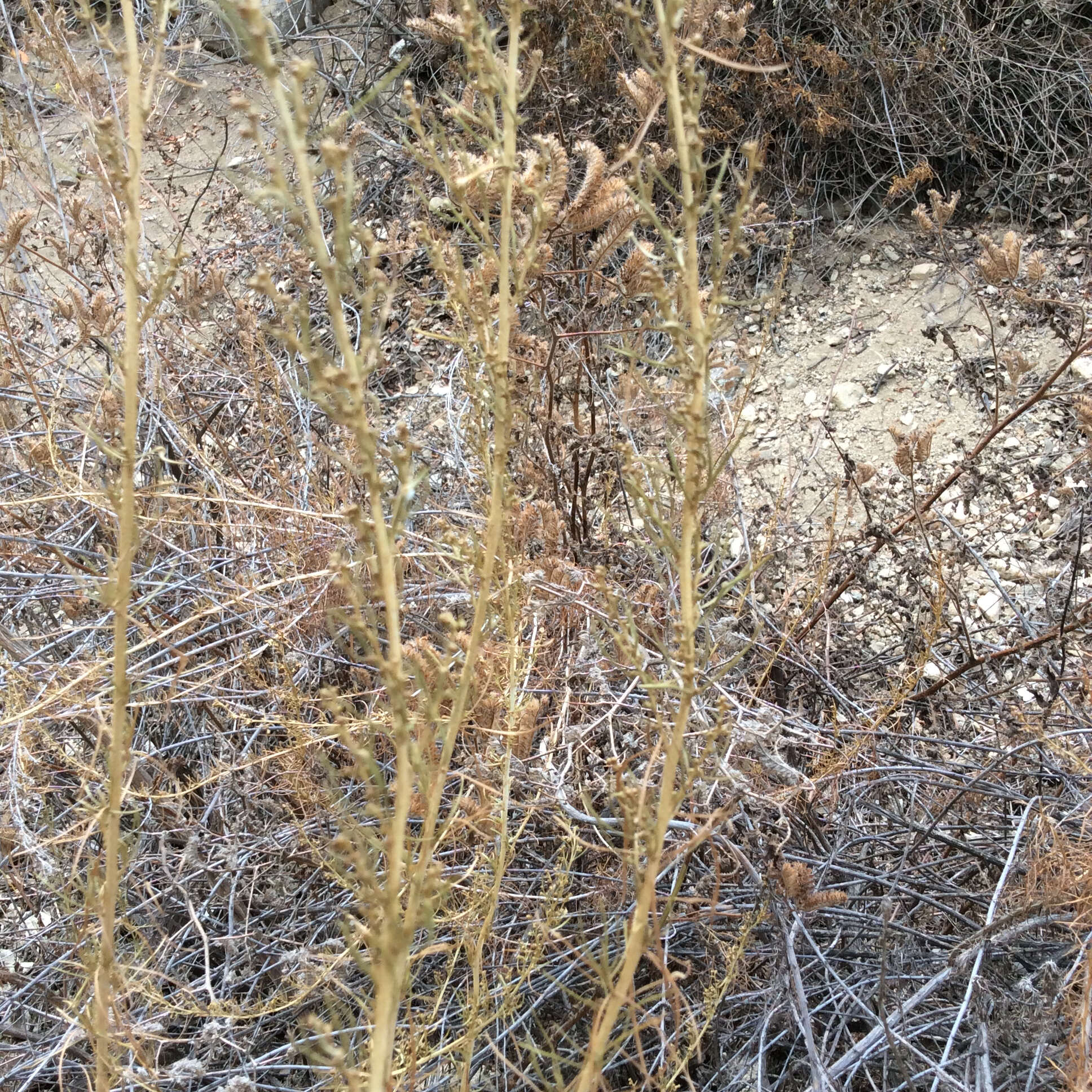 Image of coastal sagebrush